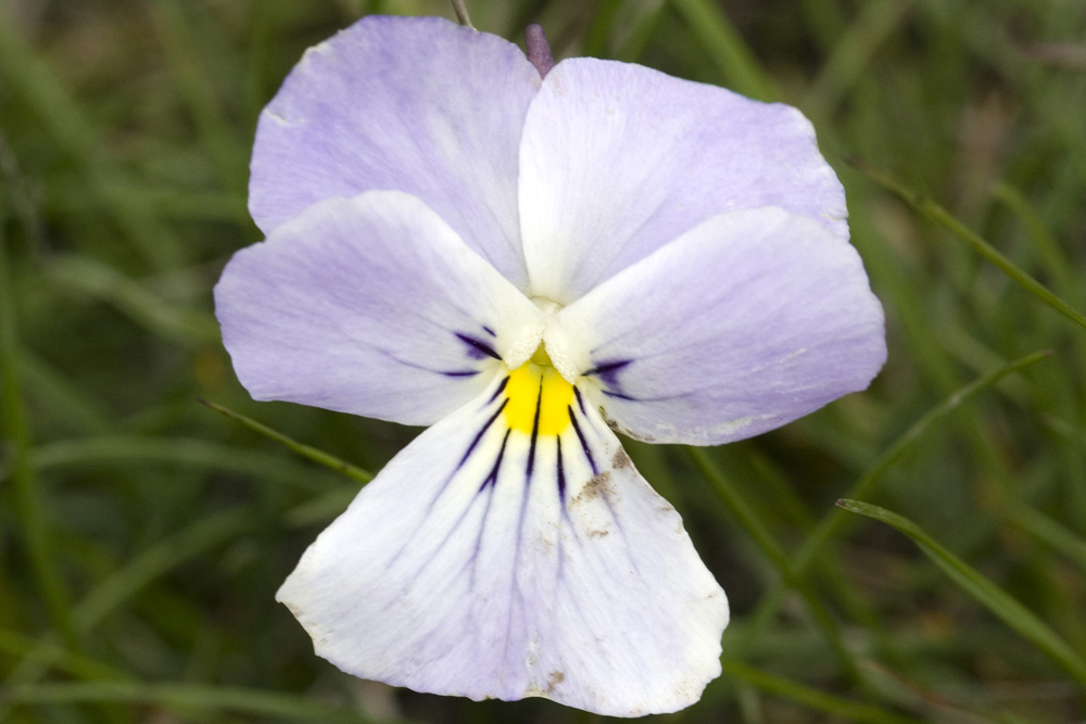 Viola calcarata/Viola con sperone